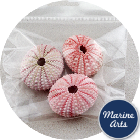 Craft Pack - Pink Urchins